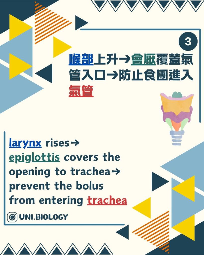 【DSE Biology 生物秘方】人係點樣吞嚥？4 個步驟拆解 Swallowing 答題技巧｜DSE Biology 圖卡 9