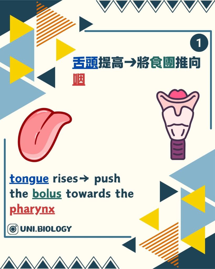 【DSE Biology 生物秘方】人係點樣吞嚥？4 個步驟拆解 Swallowing 答題技巧｜DSE Biology 圖卡 5