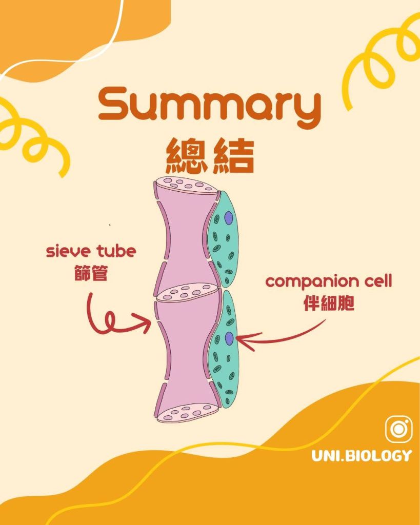 【韌皮部｜Phloem🔬】篩管同伴細胞有咩特徵？ DSE Biology 必考結構及功能｜DSE Biology 圖卡 9