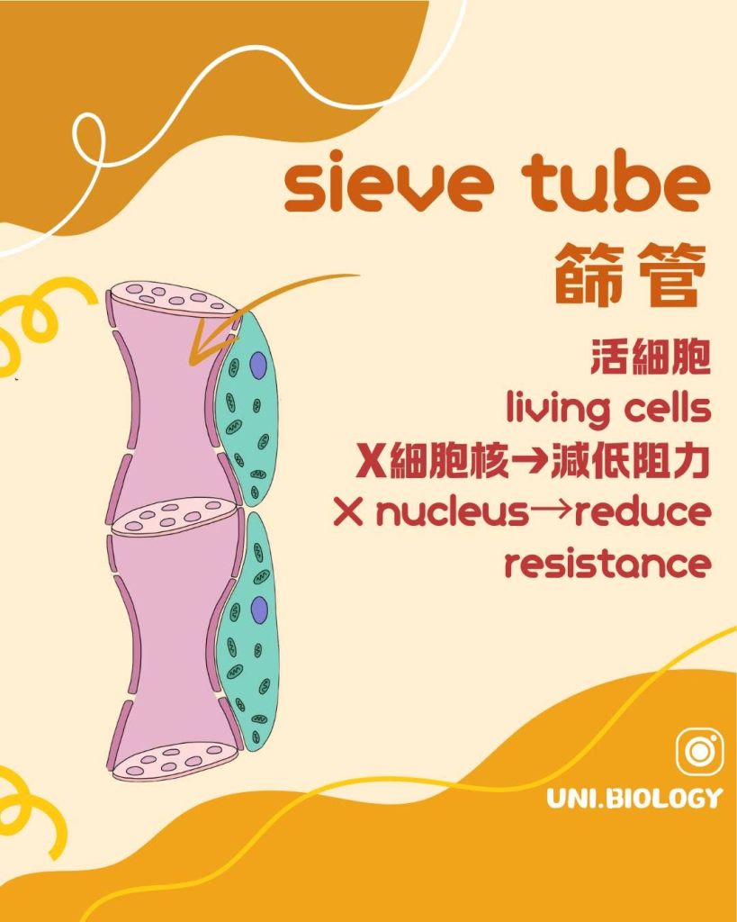 【韌皮部｜Phloem🔬】篩管同伴細胞有咩特徵？ DSE Biology 必考結構及功能｜DSE Biology 圖卡 3