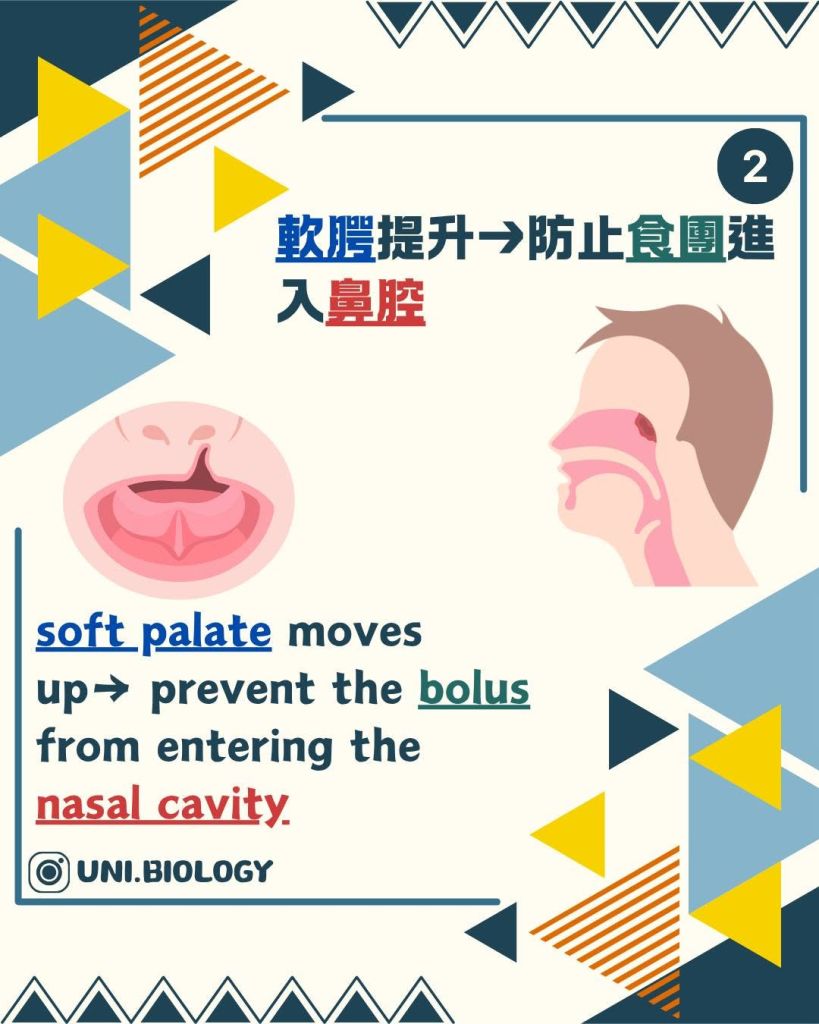 【DSE Biology 生物秘方】人係點樣吞嚥？4 個步驟拆解 Swallowing 答題技巧｜DSE Biology 圖卡 7