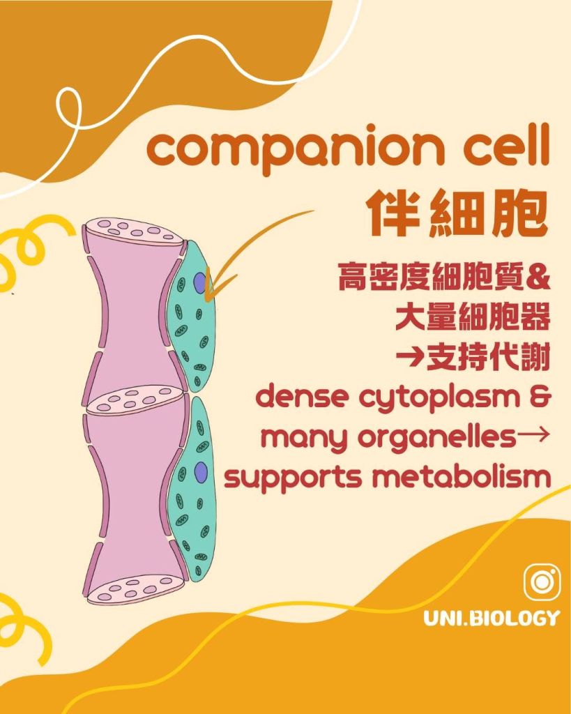 【韌皮部｜Phloem🔬】篩管同伴細胞有咩特徵？ DSE Biology 必考結構及功能｜DSE Biology 圖卡 7