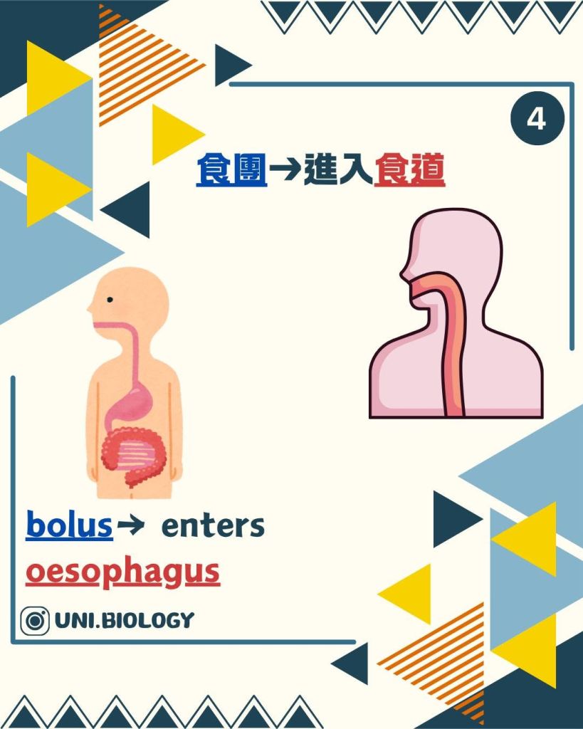 【DSE Biology 生物秘方】人係點樣吞嚥？4 個步驟拆解 Swallowing 答題技巧｜DSE Biology 圖卡 11