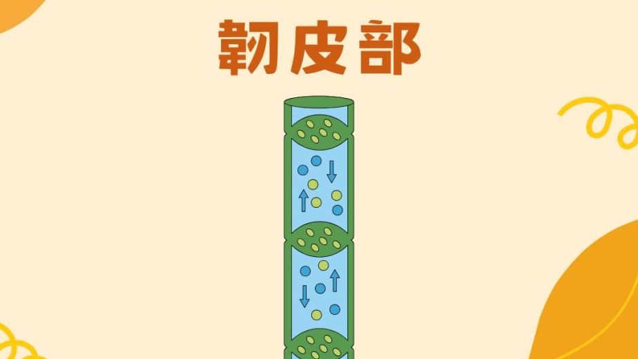 DSE Biology韌皮部結構與功能教學