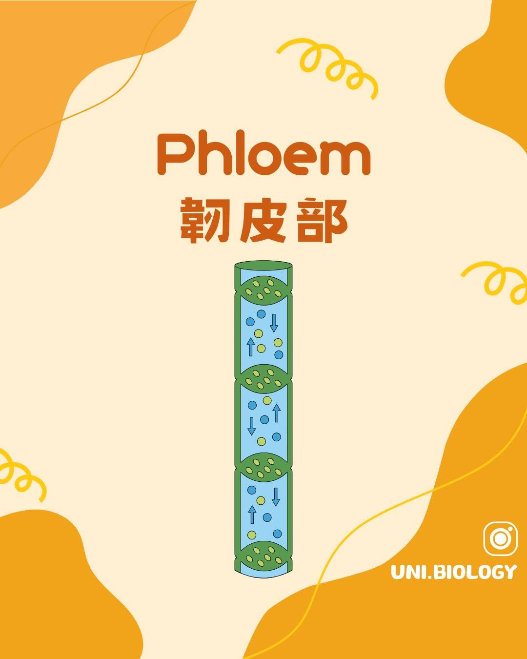 DSE Biology韌皮部結構與功能教學