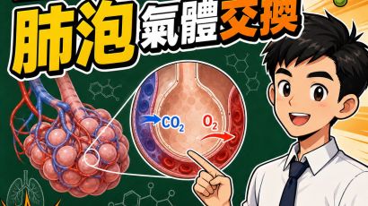 肺泡氣體交換 DSE 重點：結構、擴散與通氣－DSE生物科重點重溫2.0封面