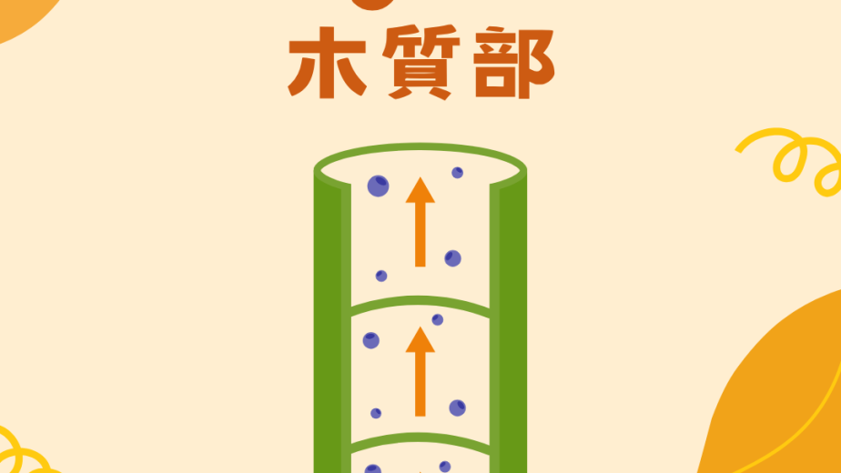 木質部 Xylem 結構與運水功能概念圖