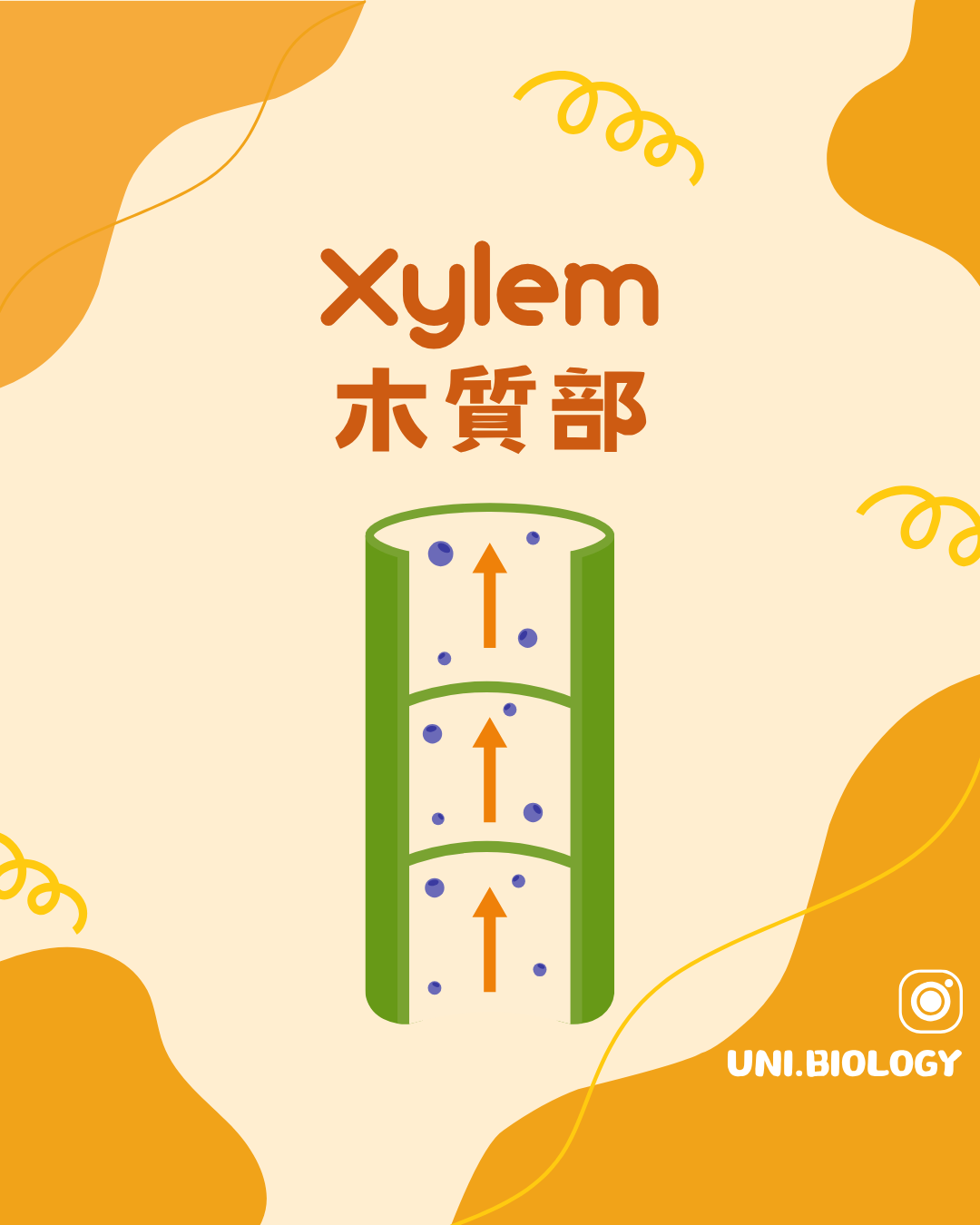 木質部 Xylem 結構與運水功能概念圖