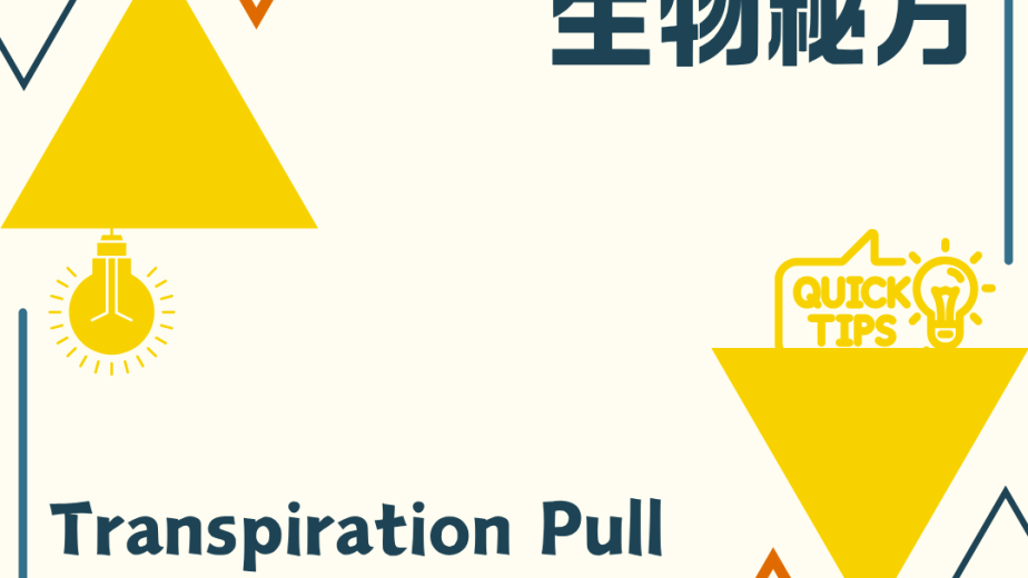 蒸騰拉力 Transpiration Pull 植物運水概念圖