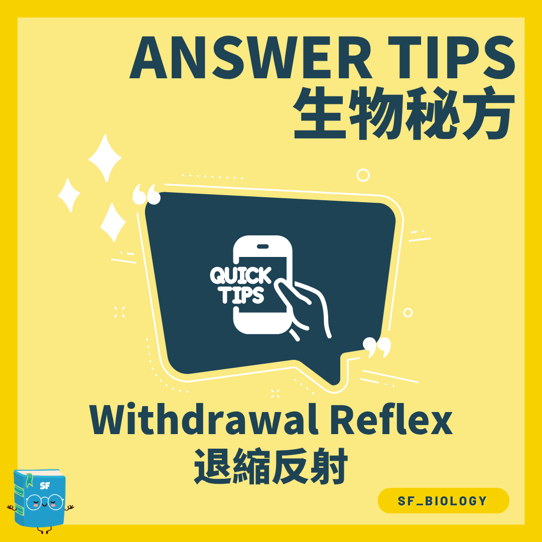退縮反射 Withdrawal Reflex 反射弧步驟概念圖