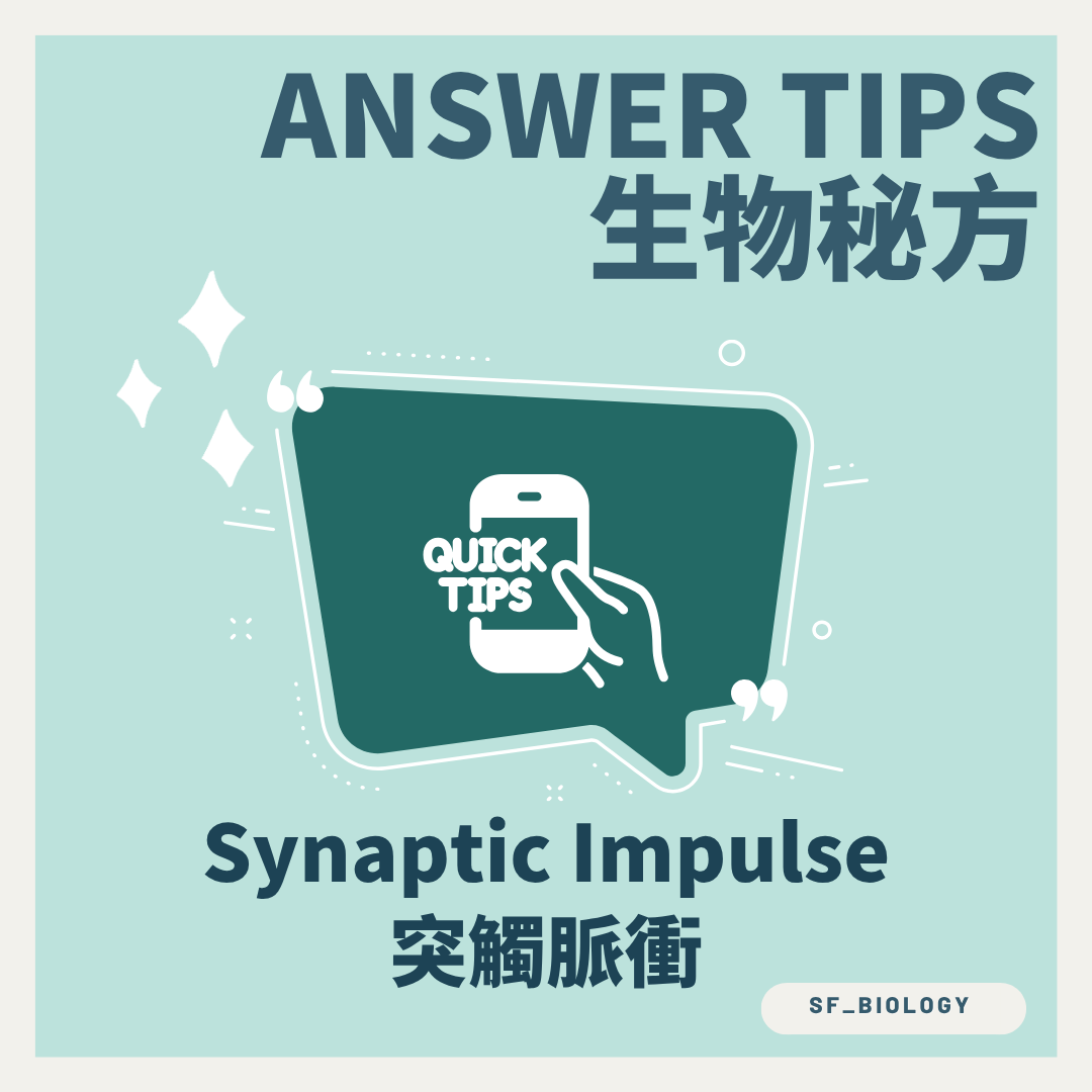 突觸傳遞 Synaptic Transmission 三步流程概念圖