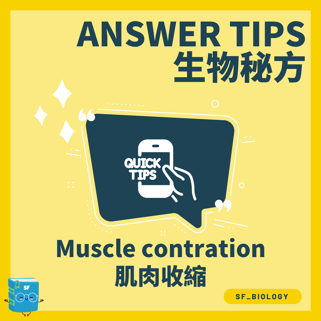 運動神經元控制肌肉收縮的神經肌肉接合處流程圖