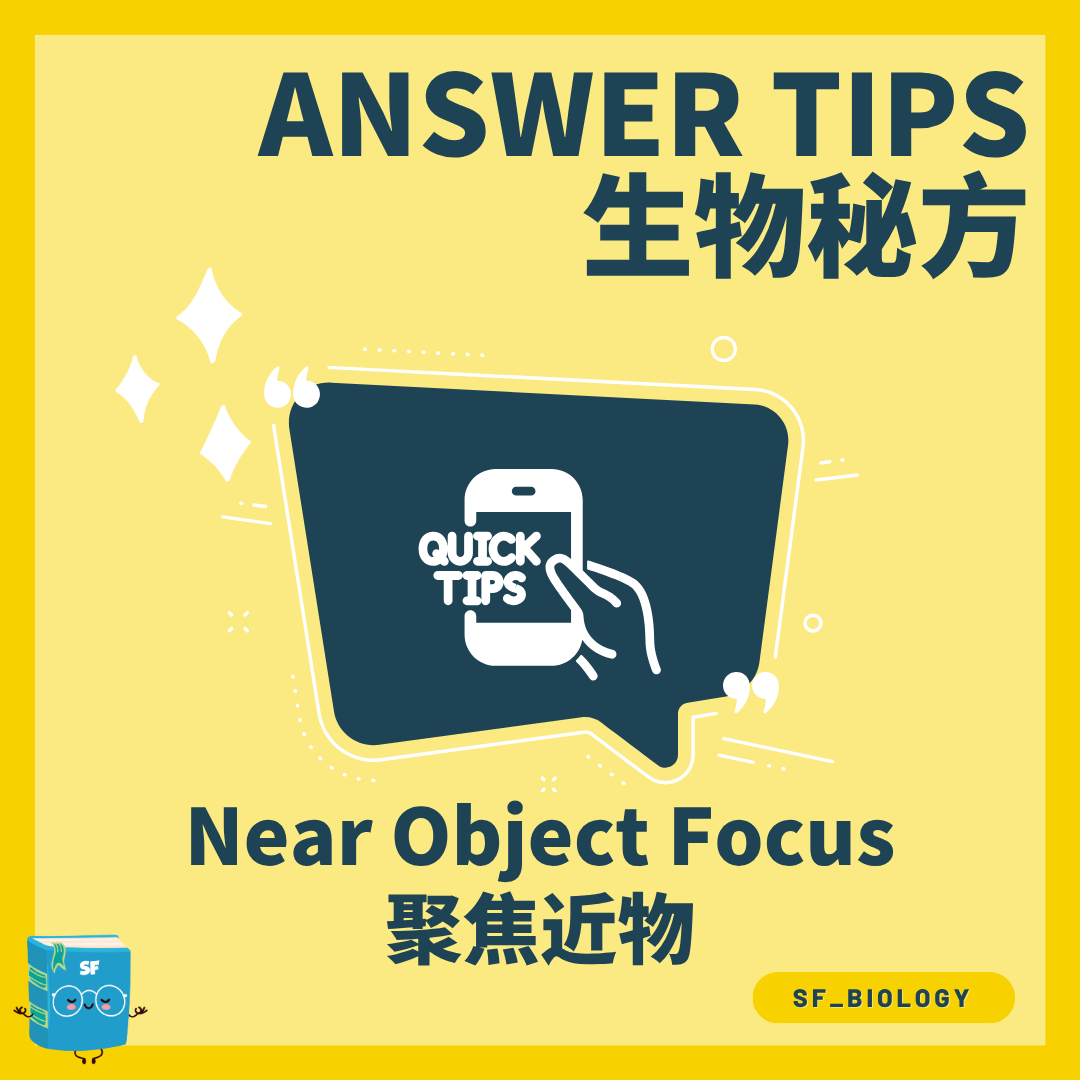 近物聚焦時睫狀肌懸韌帶與晶狀體變化概念圖