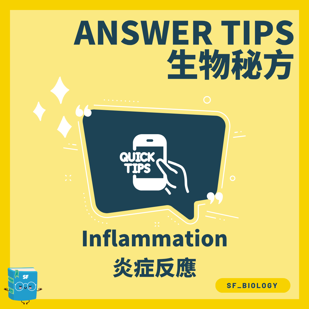 炎症反應 Inflammation 的血管與吞噬細胞步驟圖