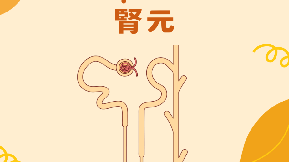 腎元 Nephron 結構與尿液形成概念圖