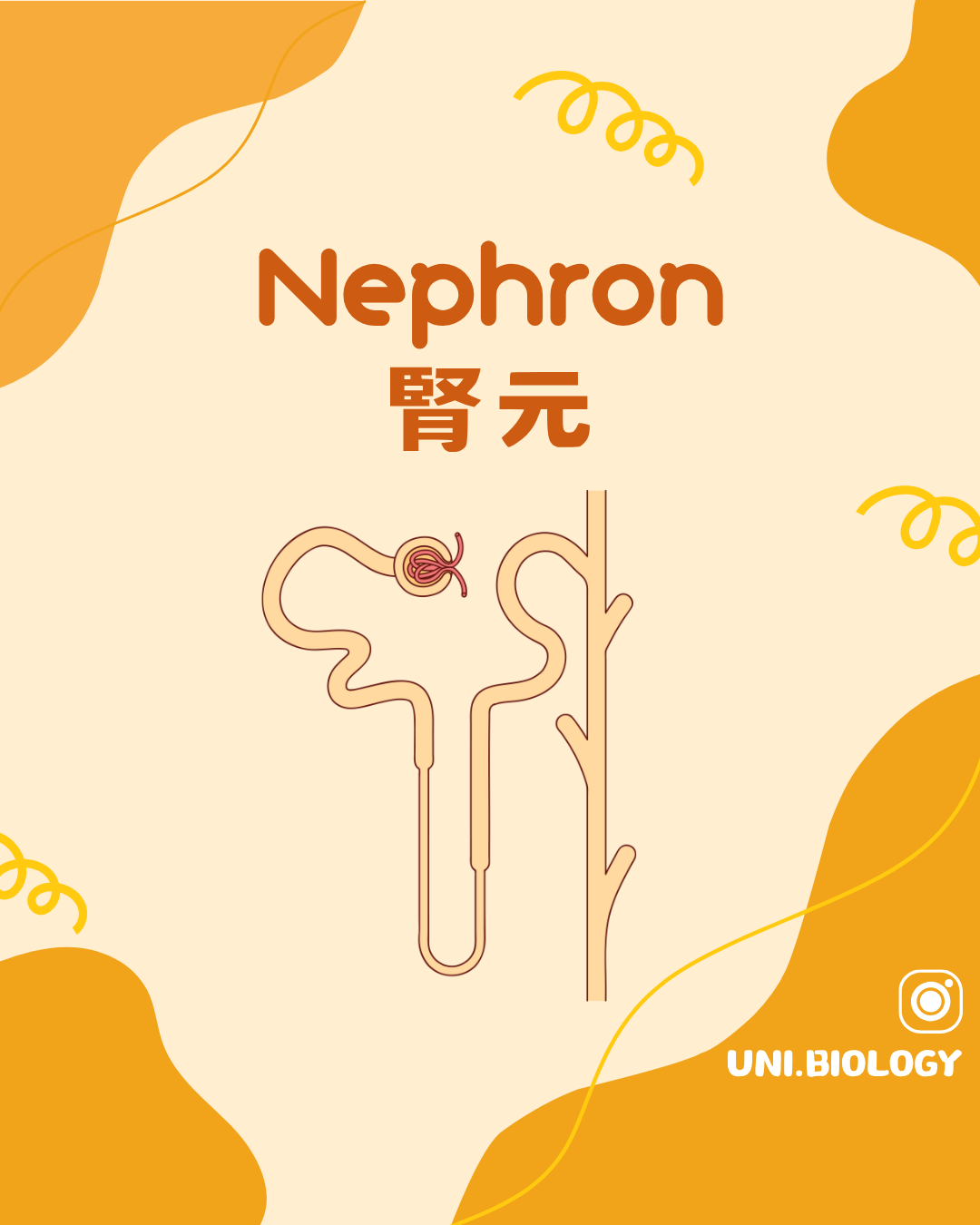 腎元 Nephron 結構與尿液形成概念圖