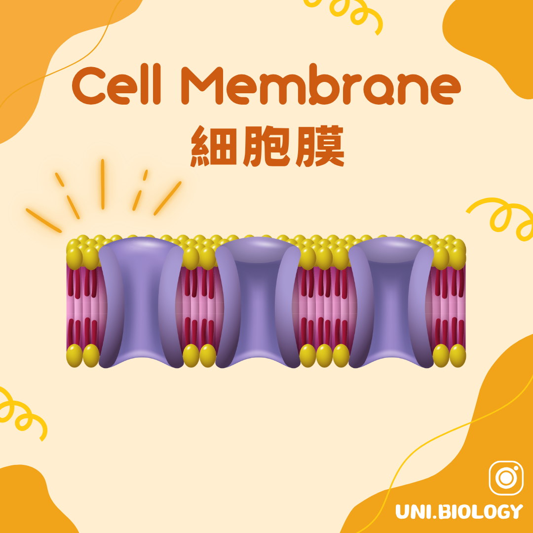 細胞膜 Cell Membrane 流動鑲嵌模型概念圖