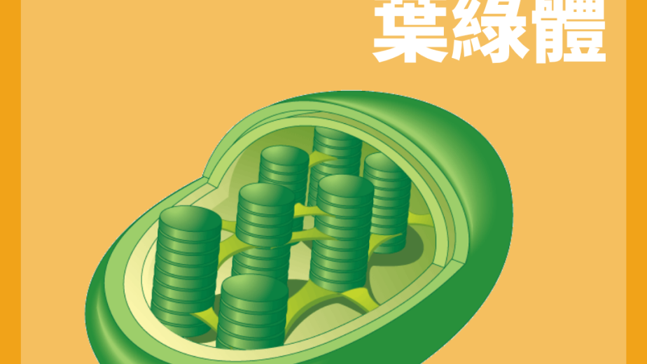 葉綠體 Chloroplast 結構及光合作用概念圖