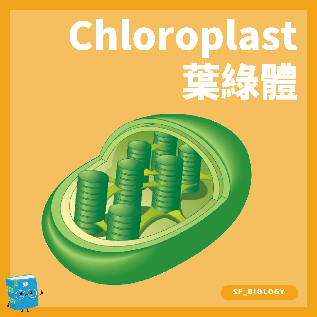 葉綠體 Chloroplast 結構及光合作用概念圖