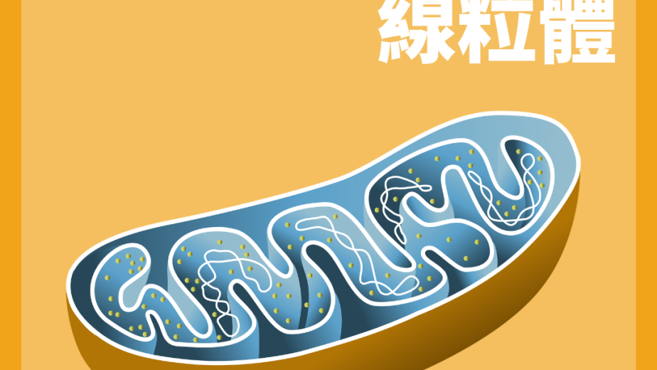 線粒體 Mitochondrion 內膜褶疊與呼吸作用概念圖