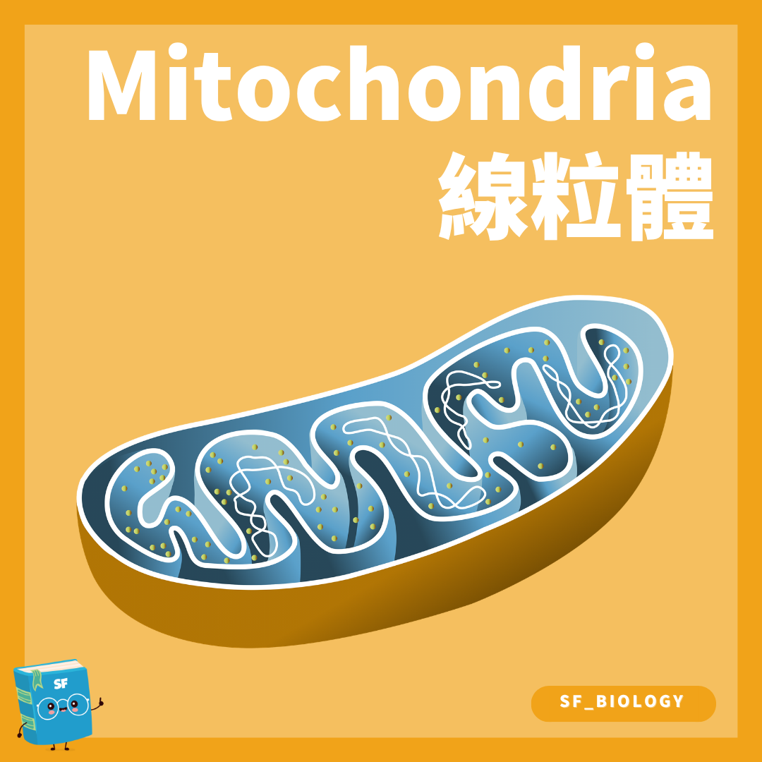 線粒體 Mitochondrion 內膜褶疊與呼吸作用概念圖