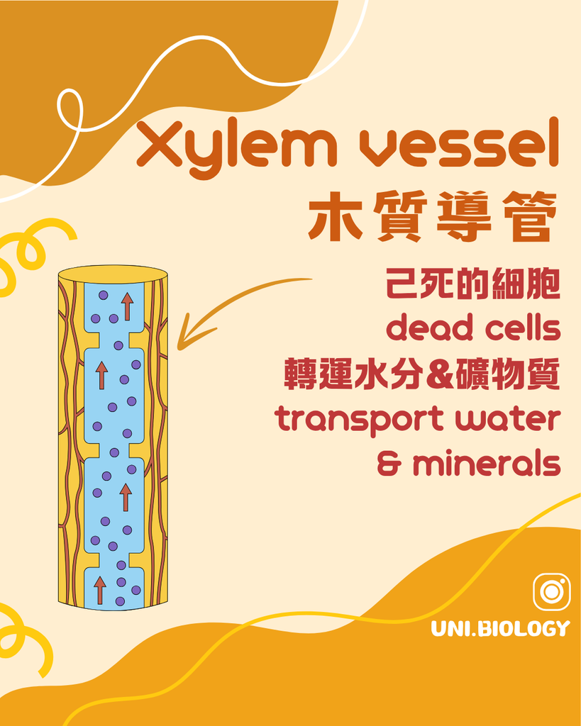 DSE Biology 木質部 Xylem：導管由成熟時已死的細胞組成