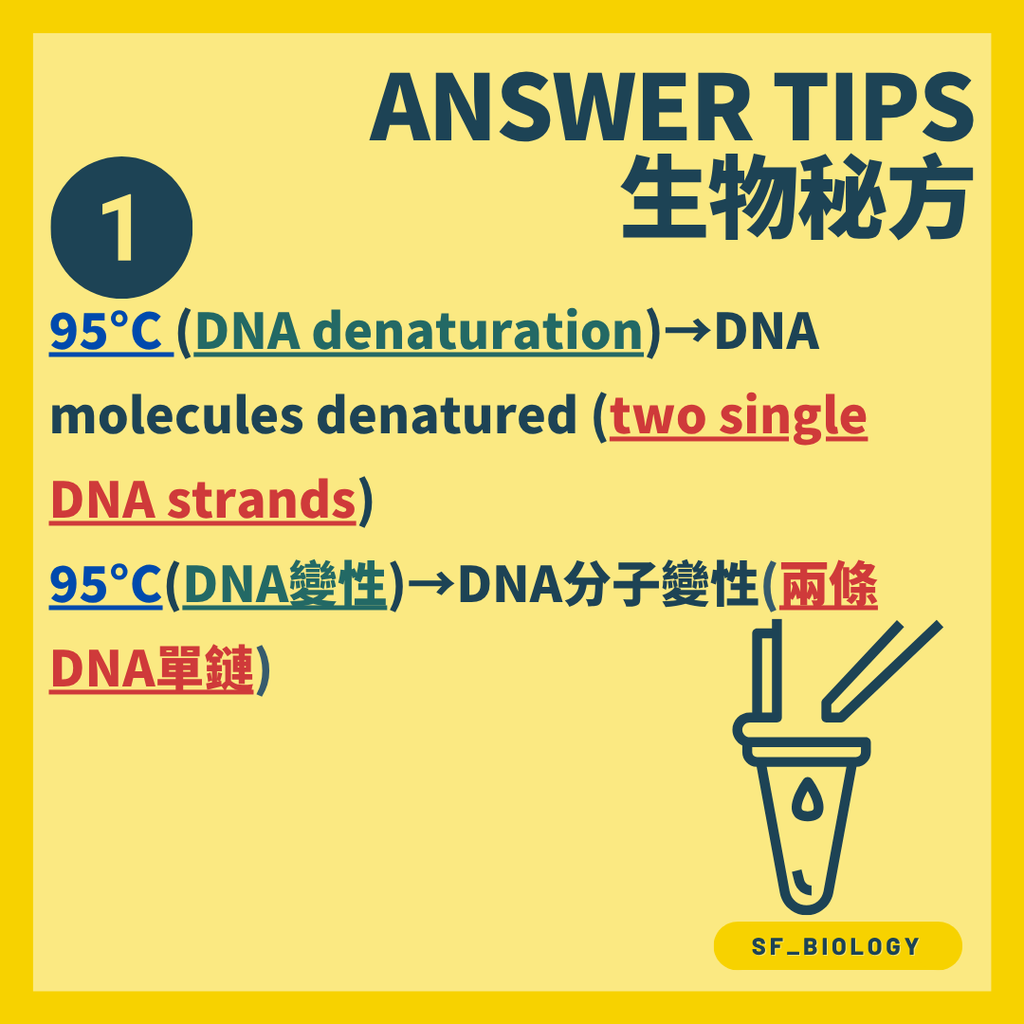 PCR 高溫變性令雙股 DNA 分開