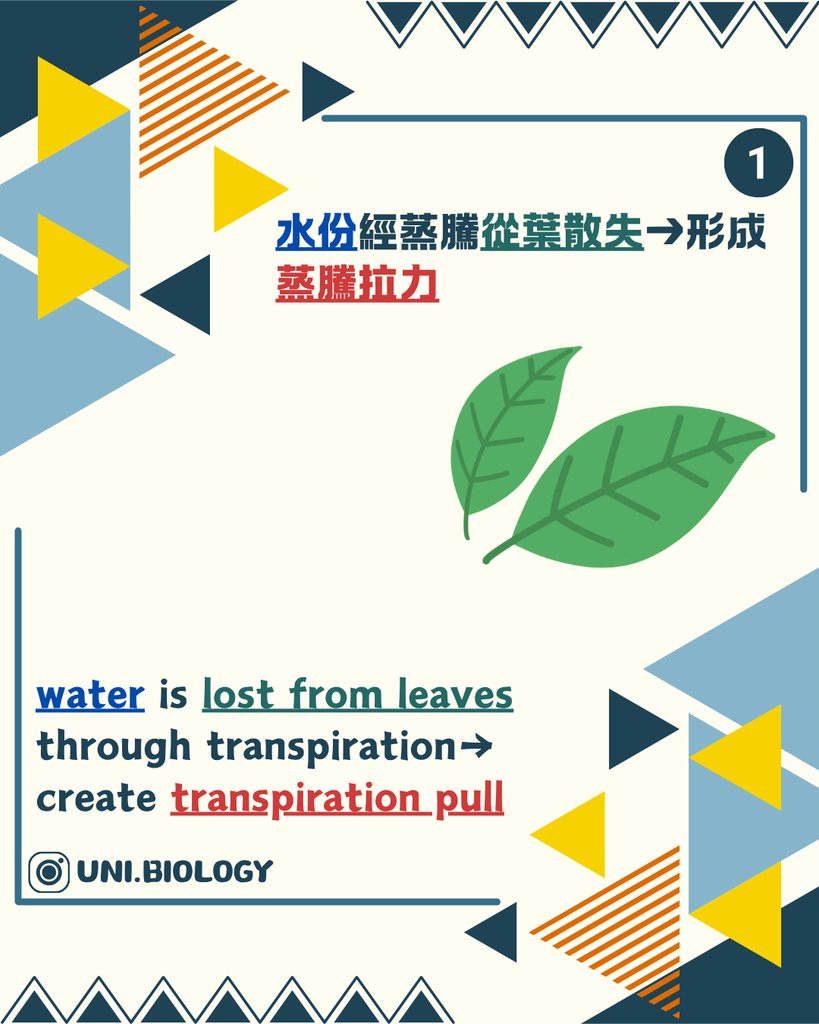 葉片氣孔蒸騰令水分由葉肉細胞表面蒸發