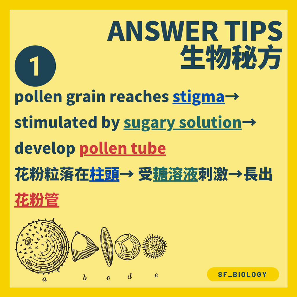 花粉由花藥轉移到同種花的柱頭完成授粉