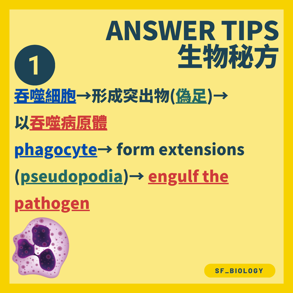 吞噬細胞被化學訊號吸引到感染位置