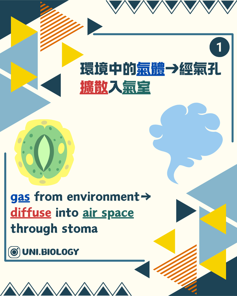 葉片下表皮氣孔讓氣體進出葉片