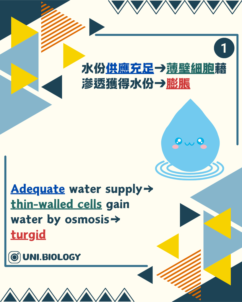 水分經滲透進入植物細胞及中央液泡