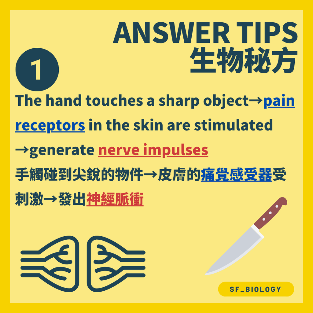 尖銳物刺激皮膚痛覺感受器並產生神經脈衝