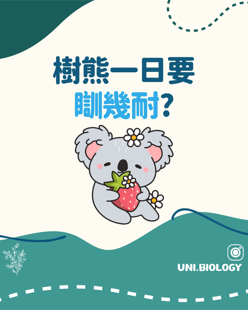 樹熊以低能量尤加利葉為主要食物的生物學圖解