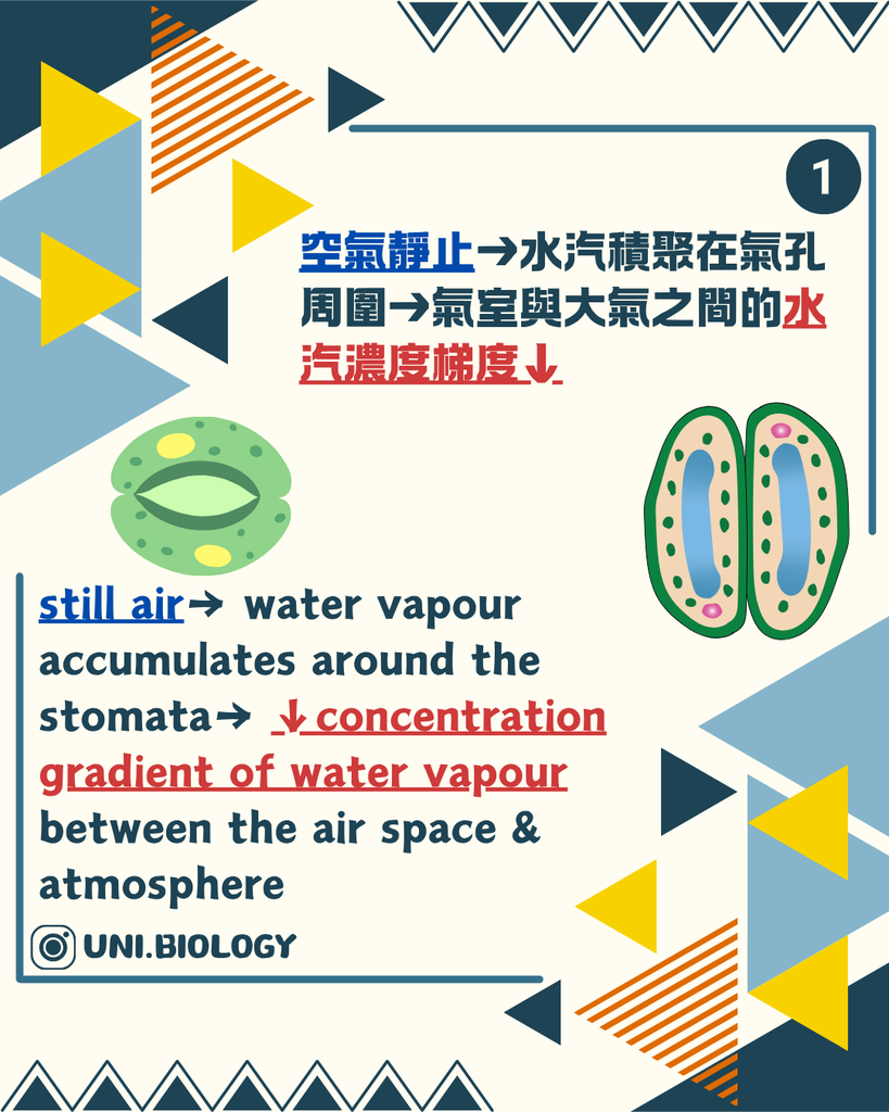 無風時氣孔周圍水氣積聚令濃度梯度減小