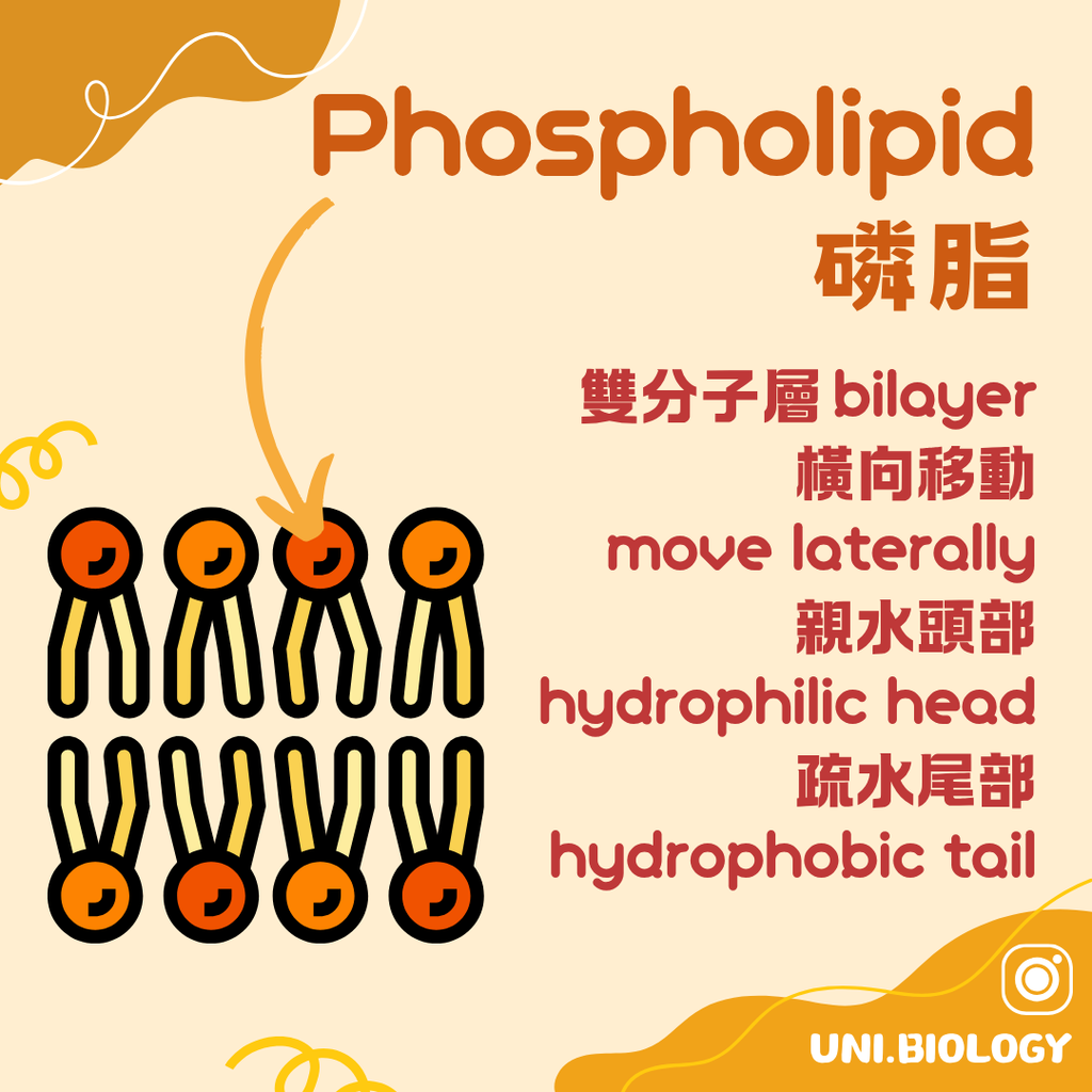 DSE Biology 細胞膜的磷脂雙層結構圖解