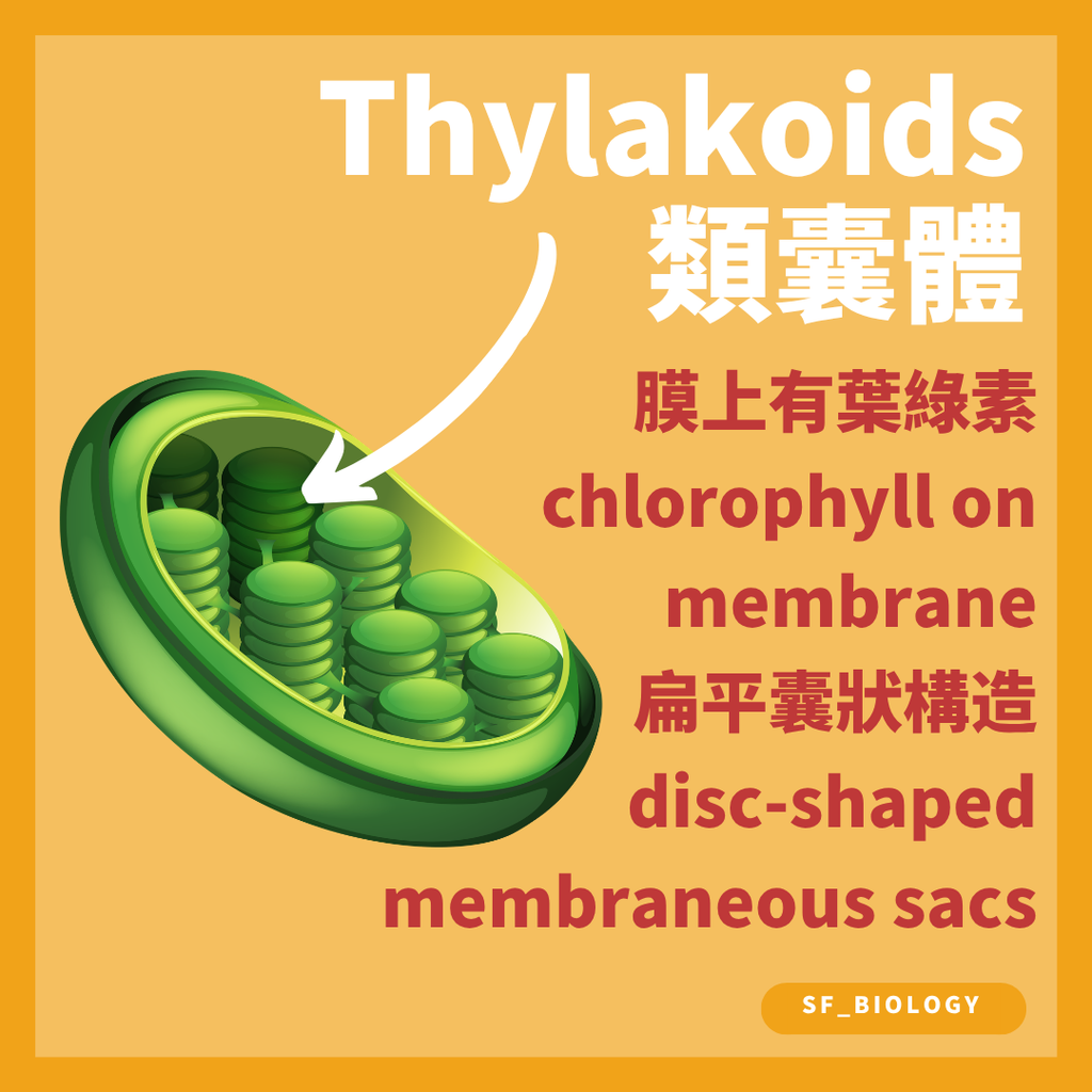 DSE Biology 葉綠體 Chloroplast 的雙層膜與內部結構