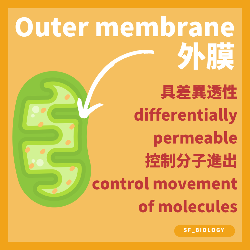 DSE Biology 線粒體 Mitochondrion 的雙層膜與基質結構