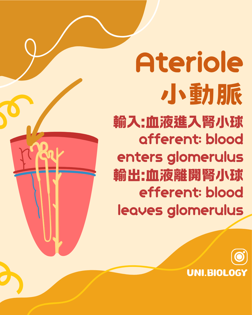 DSE Biology 腎元 Nephron 的腎小球與鮑氏囊結構