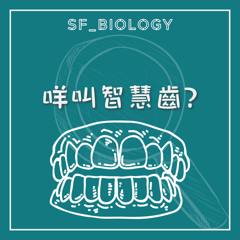 智慧齒是第三大臼齒及常見萌出年齡圖解