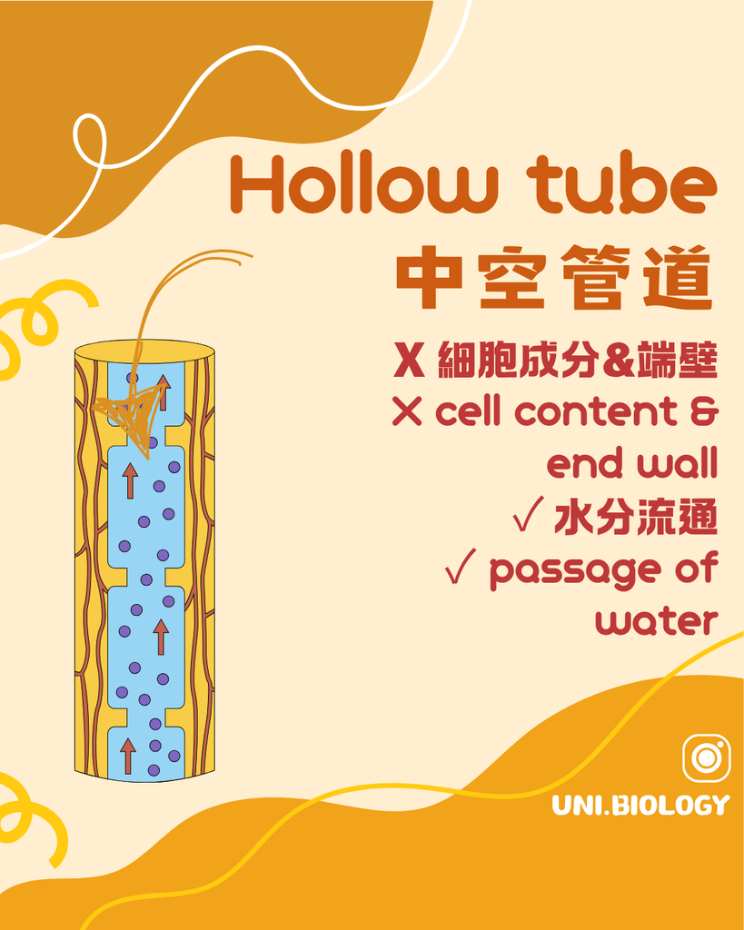 DSE Biology 木質部 Xylem：中空導管及端壁消失可減少水流阻力