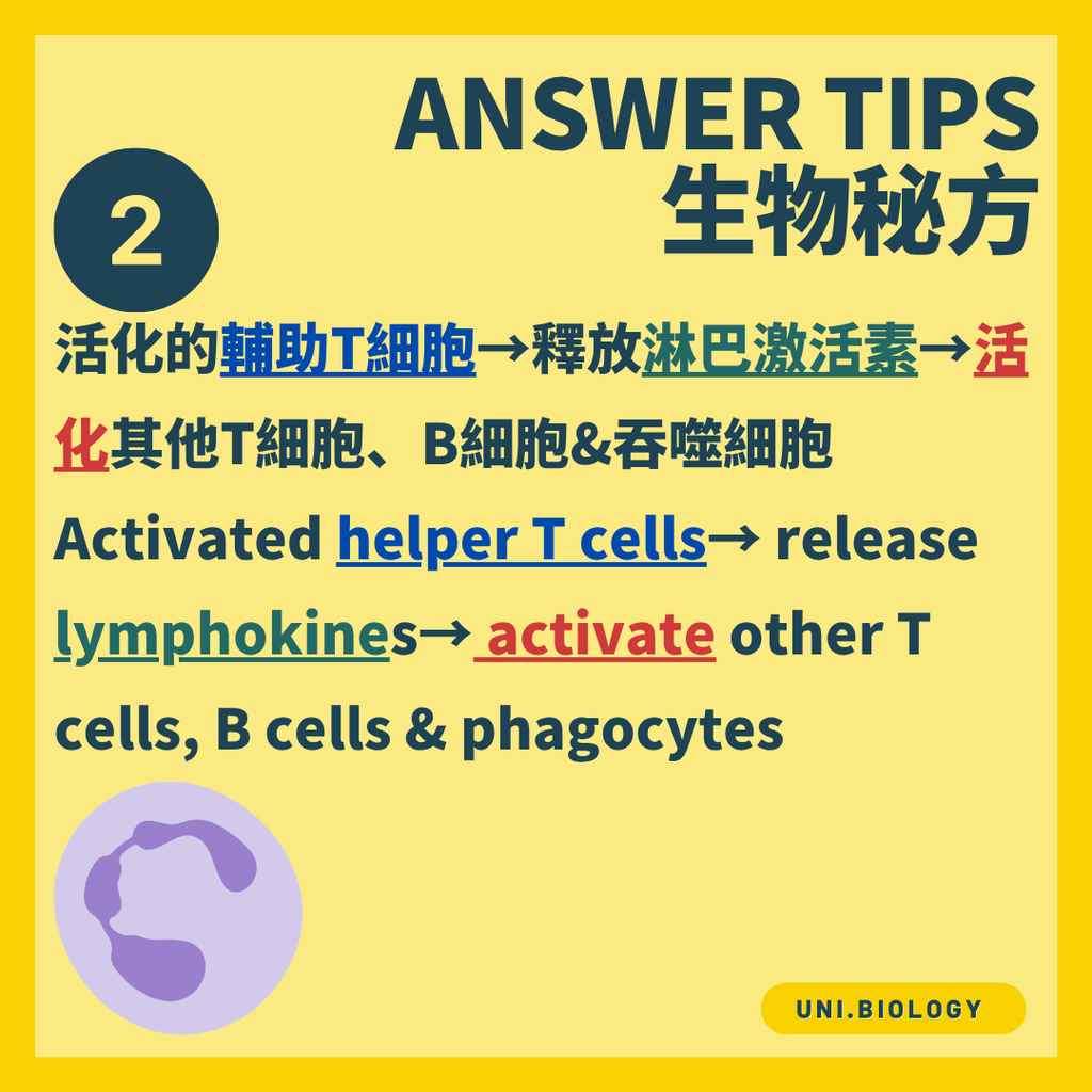 特定 T 細胞受刺激後進行克隆擴增
