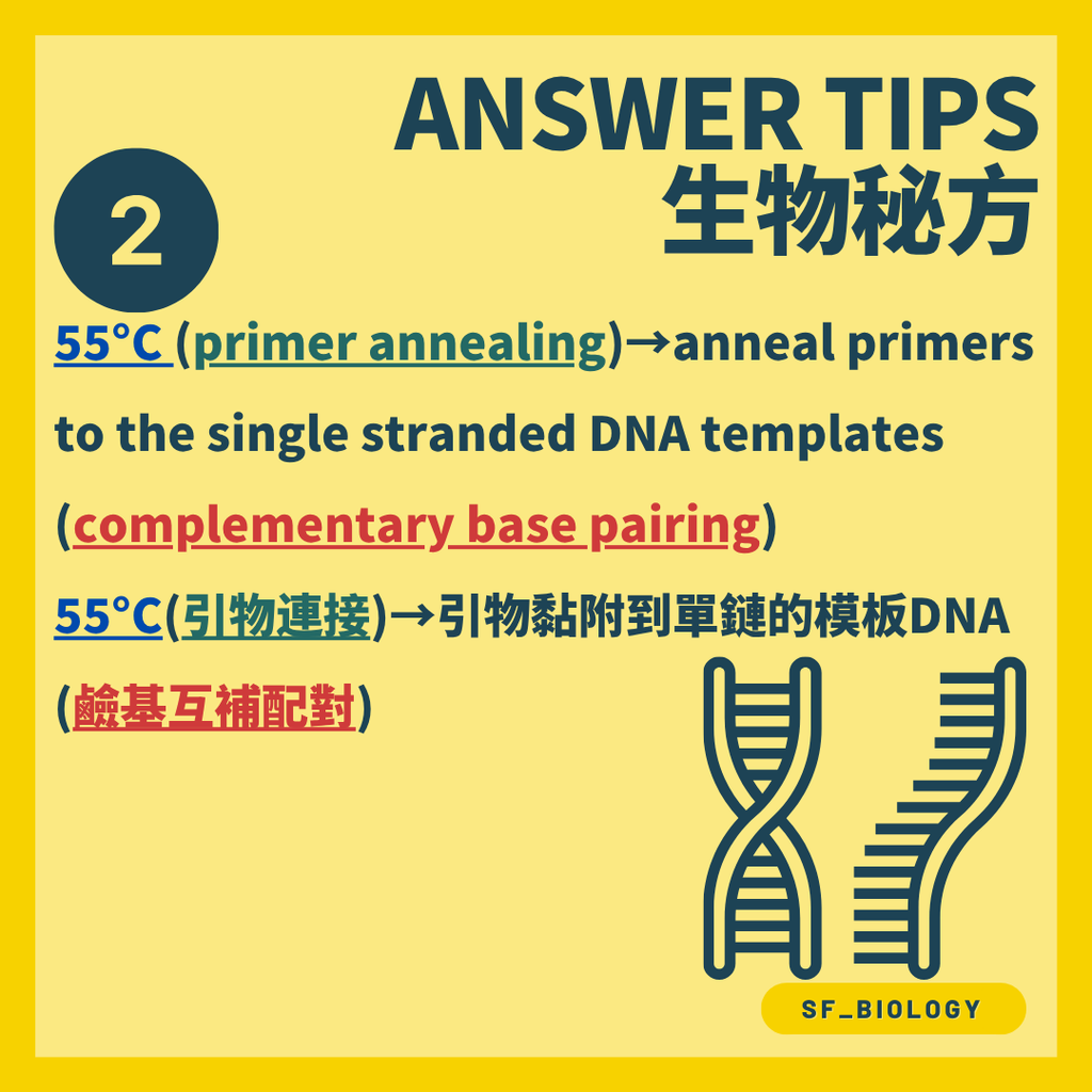 PCR 降溫使引物與目標 DNA 互補結合