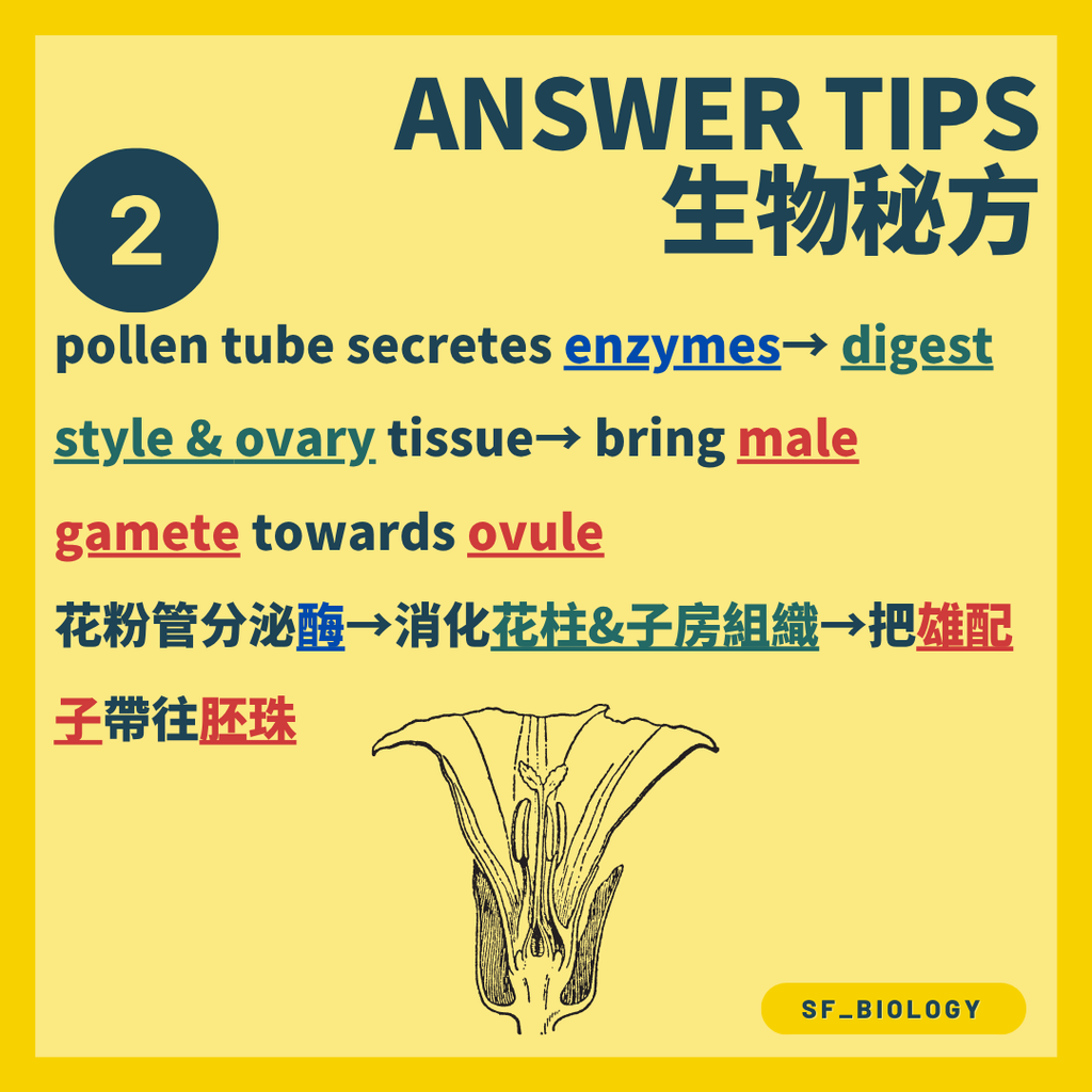 花粉在柱頭萌發並長出花粉管