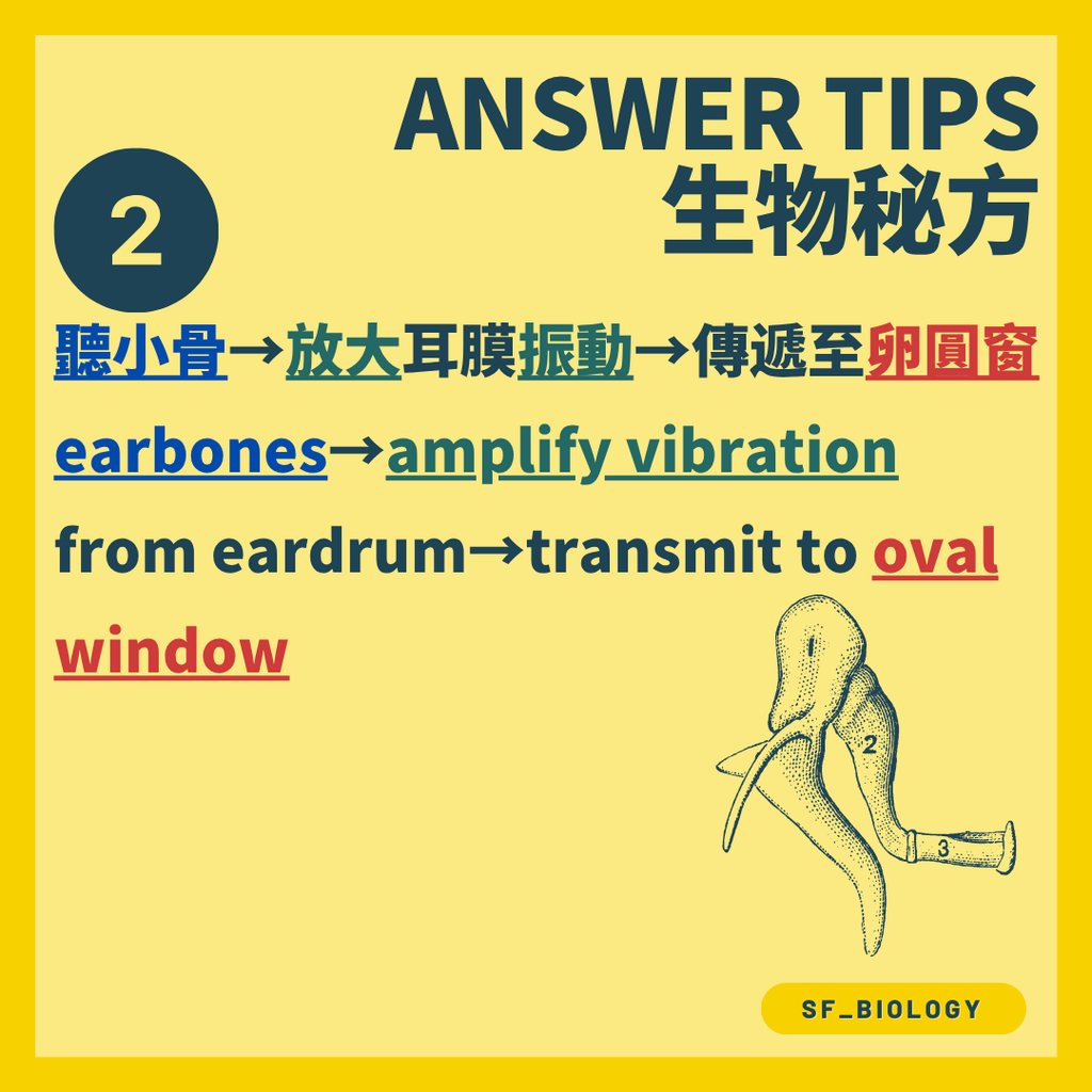 聲波令耳膜產生相同頻率的振動