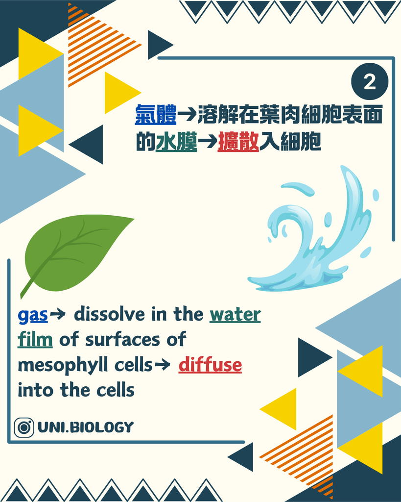 葉內廣闊氣室增加氣體與葉肉細胞接觸