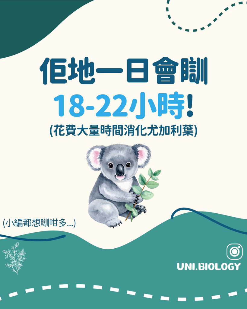 樹熊每日睡約 18 至 22 小時以減少能量消耗