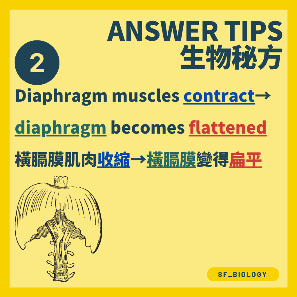 橫隔膜肌肉收縮並變得扁平