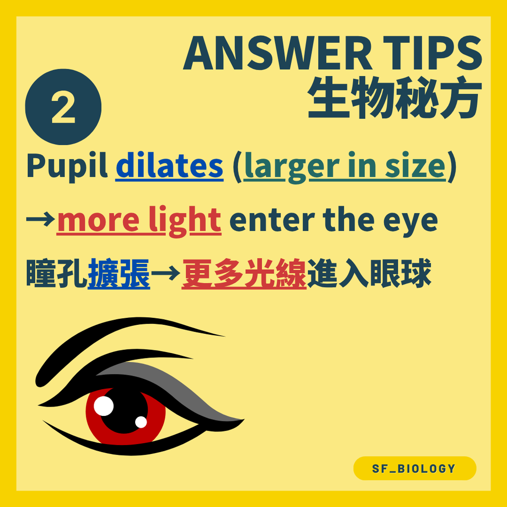 瞳孔擴張讓更多光線進入眼球
