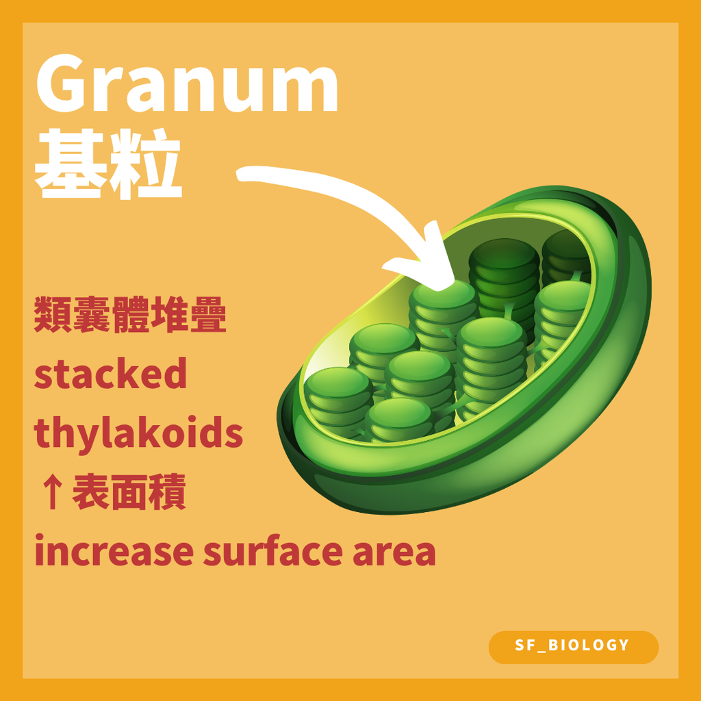 葉綠體基粒由扁平膜囊堆疊並含有葉綠素